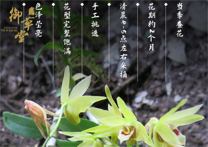 御草堂